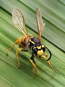 Vespula germanica close up.