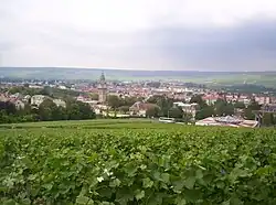 Vineyards near Epernay