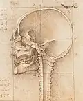 Study of a skull