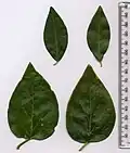 Vinca minor (above), Vinca major (below); leaves for comparison