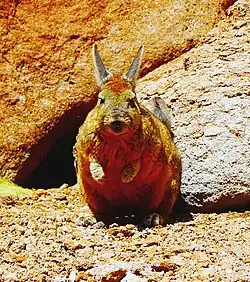 Viscacha in Salar De Uyuni, 2017