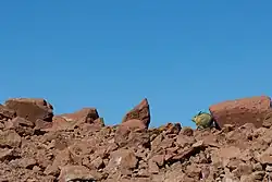 A viscacha in the Andes mountains in Chile.