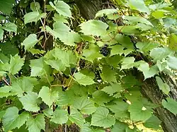 Vitis riparia leaves and fruit