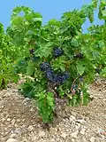 A grape vine growing in a vineyard