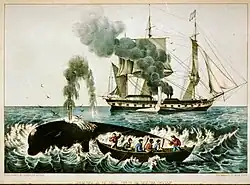 whalers spot a whale