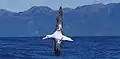 A wandering albatross can sleep while flying.
