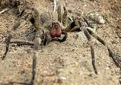 Phoneutria nigriventerBrazilian wandering spider