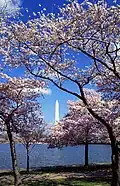 Sakura trees in Washington, D.C.