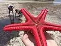 Starfish on Watamu Beach