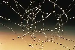 Another photo of dewdrops on a spider web.