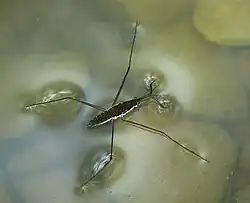 C. Water striders stay atop the liquid because of surface tension