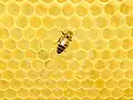This bee can hold more honey with the hexagon walls of its honeycomb than with square walls.