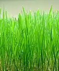 Wheatgrass