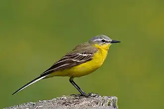 Adult, male Western yellow wagtail