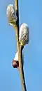Willow catkin(Salix discolor)