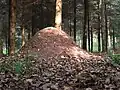Some hills are very small like this ant hill