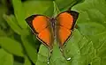 Yamfly