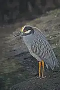 Yellow-crowned Night Heron on Kitching Creek