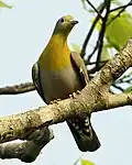 Provincial bird of Maharashtra