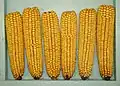 Maize