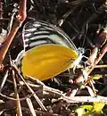 Yellow jezebel