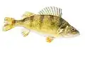 Yellow perch (Perca flavescens)