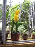 A tulip