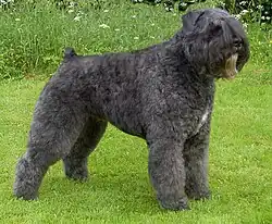 An adult Bouvier des Flandres.