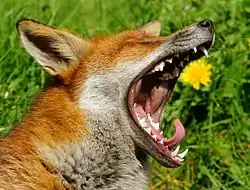 An European red fox yawning.