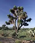 A Yucca tree (Y. decipiens)