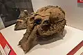 Yuka's skull and mandible
