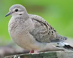 Greyish-brown dove standing against a green background