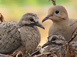 A mourning dove parent sitting with two chicks in a nest