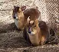Muntjac