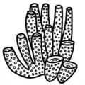 Porifera